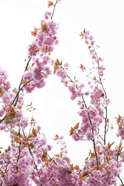 _Greatfield Cherry Blossoms LKS